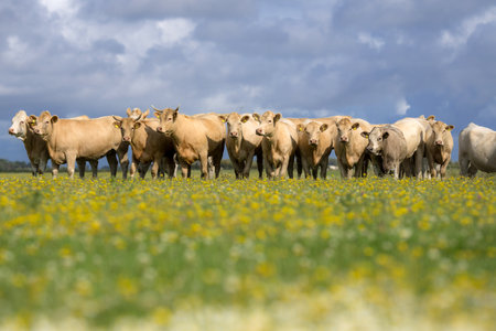 Cows on green grass in summer. A herd of cows grazing on green pastures. Farming and livestock. Grazing cow. Cow herd. Cows on farmland.の写真素材