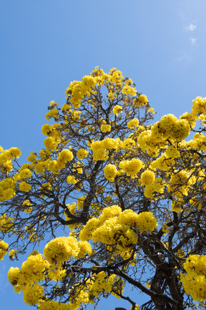 Yellow blossom tree on blue sky background. Spring blossom, branch of a blossoming tree.