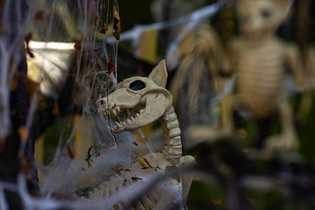 Skeleton dog Halloween decorations. Halloween skeleton for decorated house. Scary dog skeletons Decorated at front yard of a American home. Trick or treat. Halloween background. Holiday of Halloween.の写真素材