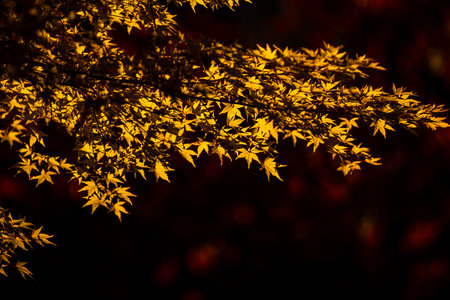 Autumnal fall background. Autumn leaves of maple trees. Autumn fall leaves in sunlight. Natural...