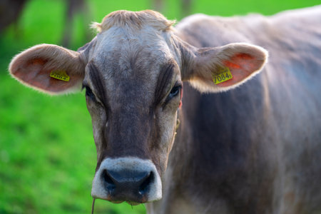 Cow at meadow. Cattle in green field. Cow in grassy pasture. Cow close up portrait in the...