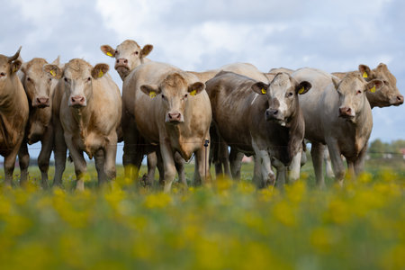 A cow. Cattle in the grass field.
