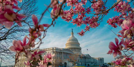 Capitol building at spring blossom magnolia tree, Washington DC. U.S. Capitol exterior photos. Capitol at spring. Capitol architecture.の写真素材