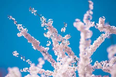 Spring background. White cherry blossoms against a blue sky. Easter background. White blossom tree....