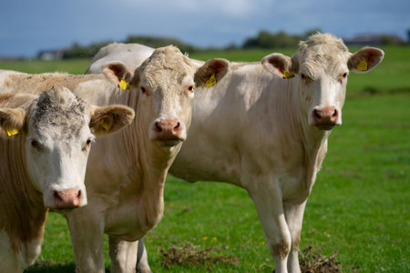 Dairy cows. Cow at meadow. Cattle in green field. Cow in grassy pasture. Cow in the countryside....