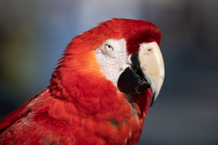 Close up red parrot. Colorful exotic parrots, profile. Parrot exotic bird. Cockatoo. Head of parrot...