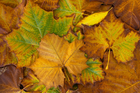 Autumn leaves of maple trees. Autumn fall leaves in sunlight. Autumn background. Autumnal fall...