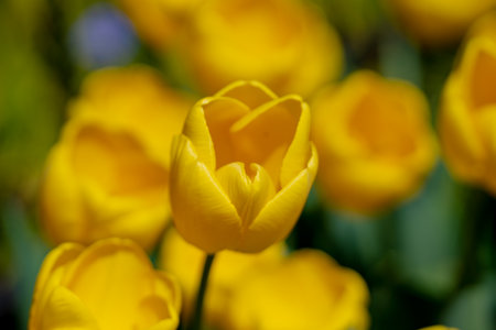 Spring garden. Beautiful yellow tulip flowers on spring nature. Close-up of closely bundled tulips....
