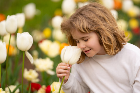 Beautiful kid smelling the white tulip flower on tulip fields. Child in smelling tulip in spring park. Close up kids face in tulip field.の写真素材