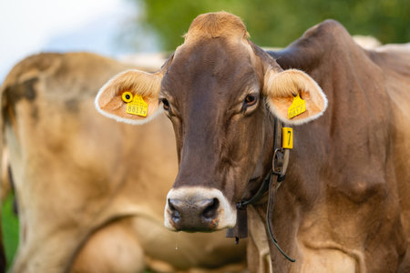 Cow at meadow. Cattle in green field. Cow in grassy pasture. Cow close up portrait in the...