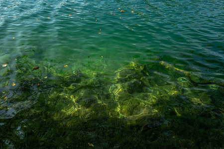 Tree underwater in lake water. The tranquil transparent waters of lake in the background. Beautiful...