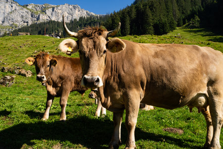 Dairy cows. Cow at meadow. Cattle in green field. Cow in grassy pasture. Cow in the countryside. Cows graze on summer meadow. Rural landscapes with cows. Cows in a pasture. Cattle cow grazing on farmland.の写真素材
