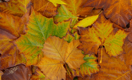 Autumn leaves of maple trees backdrop. Autumn fall leaves in sunlight. Autumn background. Autumnal fall background. Foliage, falling leaves background. Autumn leaf. Falling leaves background.の写真素材