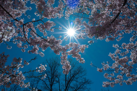 Bunches of plum blossom with white flowers against the blue sky. Spring blossom background. Blossoming apple tree branch on sky background. Spring flowering tree branch with white flowers.の写真素材