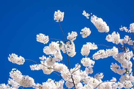 Bunches of plum blossom with white flowers against the blue sky. Spring blossom background. Blossoming apple tree branch on sky background. Spring flowering tree branch with white flowers.の写真素材