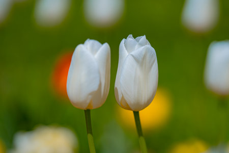 Tulips flowers in a spring field. Red tulips with beautiful bouquet background. Tulip flower. Tulip field in spring. Spring blossom flowers in garden.の写真素材