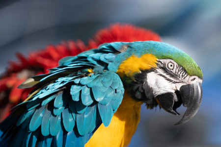 Close up parrot. Colorful exotic parrots, profile. Parrot exotic bird. Cockatoo. Head of parrot bird. Detail portrait of parrot.の写真素材