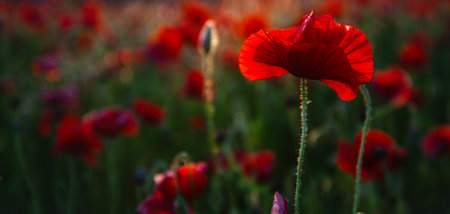 Anzac day. Remembrance day, Memorial day. Red poppies. Vivid poppy field. Anzac day banner. Remember for Anzac, Historic war memory. Poppy flower on meadow.の写真素材