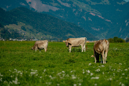 Cows are grazing on a summer day on a meadow in Switzerland. Cows grazing on farmland. Cattle pasture in a green field. Cows in a field on a eco Cattle farm. Organic milk from grass field cow. Swiss cow.の写真素材
