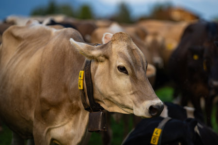 Cow on lawn. Cow grazing on green meadow. Holstein cow. Eco farming. Cows in a mountain field. Cows on a summer pasture. Idyllic landscape with herd of cow grazing on green field with fresh grass.の写真素材