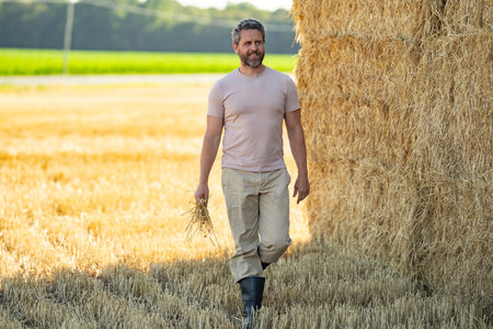 Wheat field after harvesting. Harvesting hay. Farmer In Wheat Field After Harvest Examining Hay....