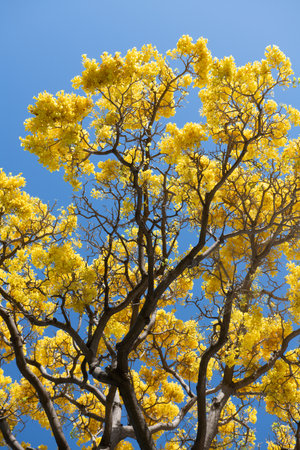 Yellow blossom tree on blue sky background. Spring blossom, branch of a blossoming tree.