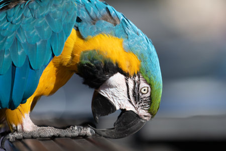 Close up parrot. Colorful exotic parrots, profile. Parrot exotic bird. Cockatoo. Head of parrot bird. Detail portrait of parrot.の写真素材