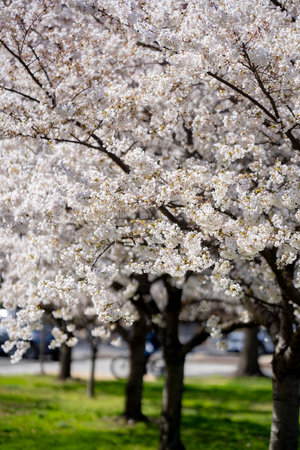 Beautiful spring tree blossoms against a blue sky background. Plum tree flowers. Spring Design. Blooming apple branch at spring garden. Easter banner. Spring flowers reason of allergy.の写真素材