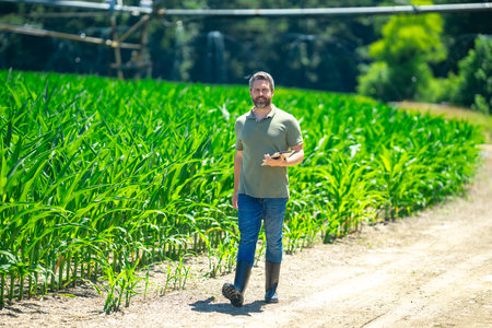 Farmer in corn plantation field. Man farmer in corn field examining crop. American Farmer in corn...