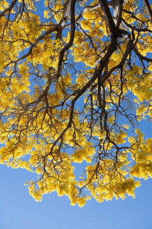Spring blossom banner. The Spring. Yellow blossom tree on blue sky background. Spring blossom,...