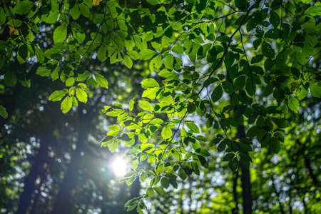 Blur natural green leaves bokeh background. Green bokeh on nature background. Green leaf at summer. Natural green leaves as spring background. Environment greenery wallpaper.の写真素材