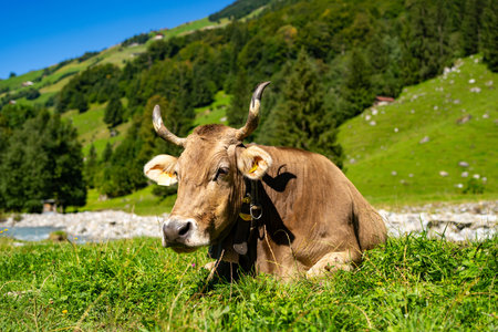 Cows on farmland. Milk farm. Cows on green grass in summer. A herd of cows grazing on green pastures in Swiss Alps. Farming and livestock. Grazing cow. Hereford cow at spring green field.の写真素材