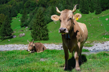 Cow with horns in grassy pasture. Cow in the countryside. Cows graze on summer meadow. Rural landscapes with cows. Cows in a pasture. Cattle cow grazing on farmland. Grazing Cows in a Meadow with Grass.の写真素材