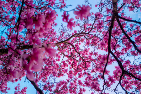 Blossom magnolia flower. Magnolia tree blossom with colourful sky on background.の写真素材