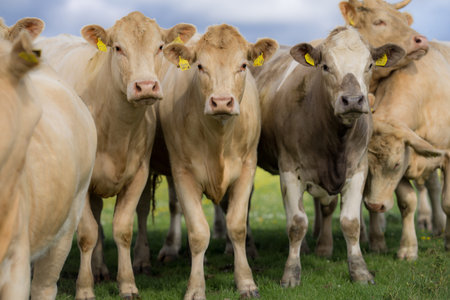 Cattle in grass field. Cow grazing on nature landscape.