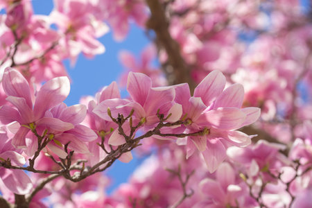 Branches of blossoming pink magnolia for spring design. Magnolia flower. Pink magnolia flower against the sky background. Magnolia in spring garden.の写真素材