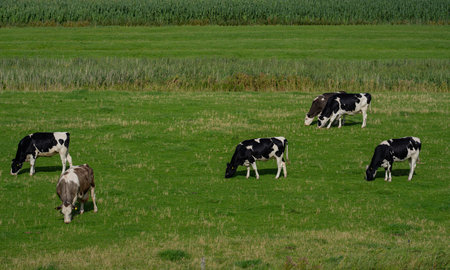 Dairy cows. Cow at meadow. Cattle in green field. Cow in grassy pasture. Cow in the countryside. Cows graze on summer meadow. Rural landscapes with cows. Cows in a pasture. Cattle cow grazing on farmland.の写真素材