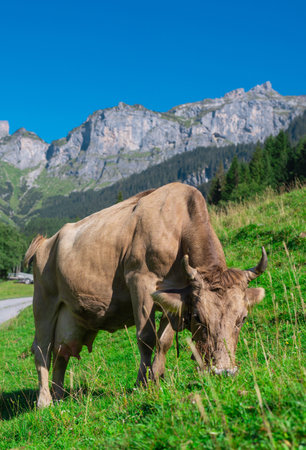 Cow with horns. Cattle, beeves. Cow at meadow. Beef cattle in green field. Cow in grassy pasture. Cow in the countryside. Cows graze on summer meadow. Rural landscapes with cows. Cows in a pasture.の写真素材