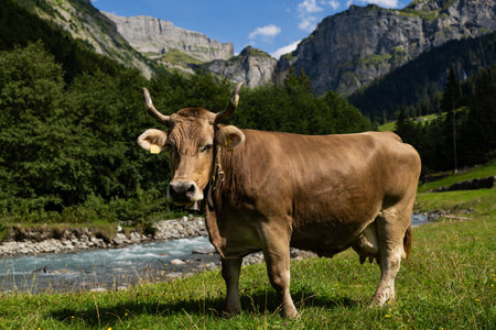 Cattle in grass field. Cow grazing on nature landscape.の写真素材