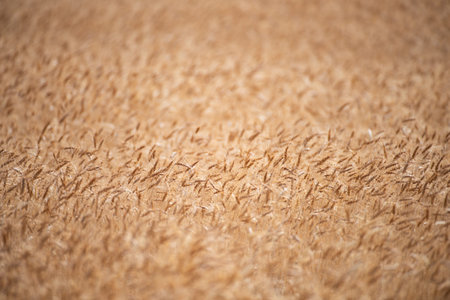 Wheat background. The agriculture. Gold sprouts of wheat in soil. Harvest in farm. Wheat field...