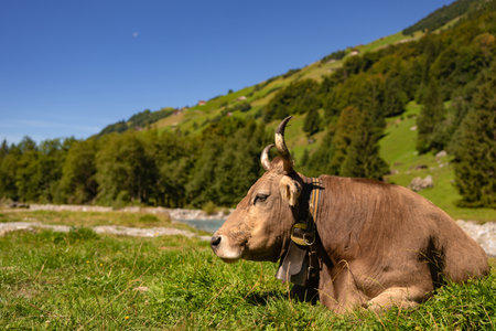 Cow with horns in a pasture. Cow at meadow. Beef cattle in green field. Cow in grassy pasture. Cow in the countryside. Cows graze on summer meadow. Rural landscapes with cows. Cows in a pasture.の写真素材