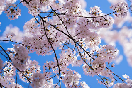 Spring cherry blossom with blue sky background. White cherry flowers on spring time. Close up photo of white blossoming cherry tree branch. White flowers of the cherry blossoms on a spring day.の写真素材