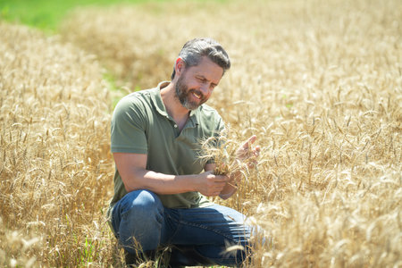 A farmer on field of wheat ready for harvest. A man standing in a golden wheat field. A farmer...