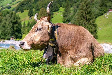 Cow with horns in a pasture. Cattle cow grazing on farmland. Grazing Cows in a Meadow with Grass....