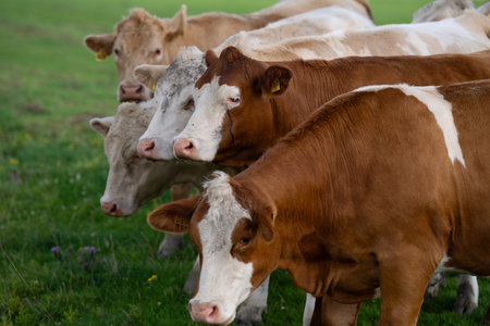 Cow on on spring meadow. Cows farm nature. Cattle eating grass, grazing on pasture. Herd of cows on...