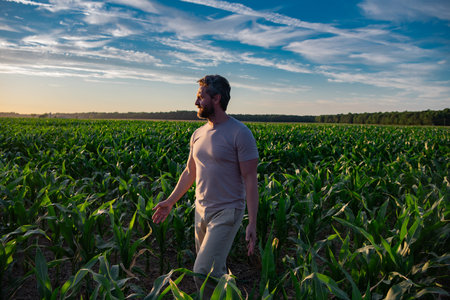 A farmer standing in a cornfield. Man harvesting corn on a farm. A farmer working in the field...