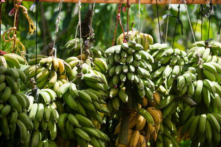 Banana plant background. Fresh tropical banana. Nature banana background. Tropical banana tree leaves. Exotic jungle greenery. Lush green foliage in nature. Tropical plants.の写真素材
