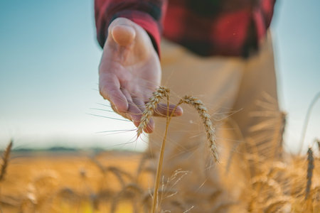Farmers hand touching wheat. Autumn harvest. Cereal crops ready for harvest. Farmer Growth of wheat. Organic wheat farm. Farmer holding ripe spikelets. Farmer with Wheat spikes harvest. Organic farming.の写真素材