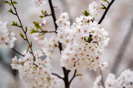 Pear blossom. Cherry tree blossom. White and pink plum tree blossoms in early spring, nature flowers background. Spring branch covered with white flowers. Blooming branch for spring design background.の写真素材