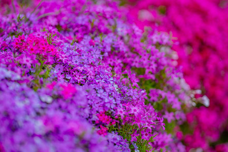 The spring. Blossom flowers backdrop. Natural bloom flowers background. Blossom spring flowers banner. Spring blooming template. Flowers texture for spring design. Flower wallpaper.の写真素材